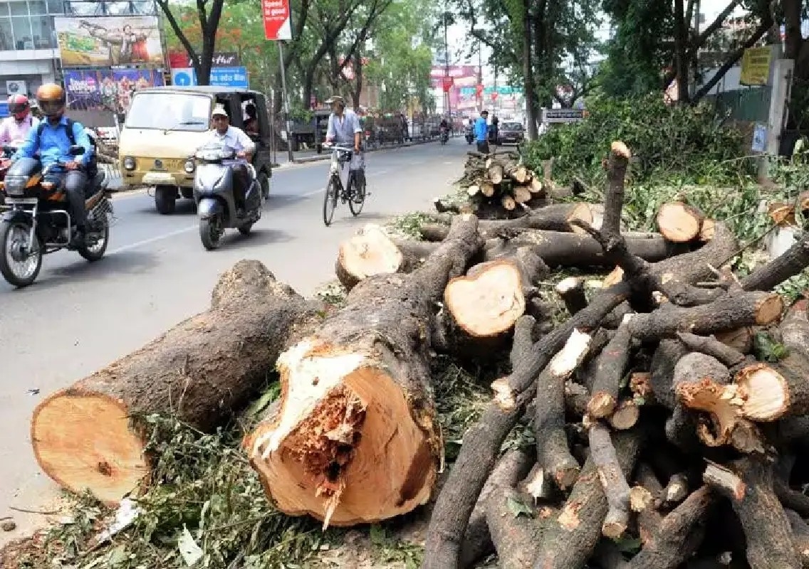 Tree cutting row sparks outrage in Bengaluru society - News Karnataka