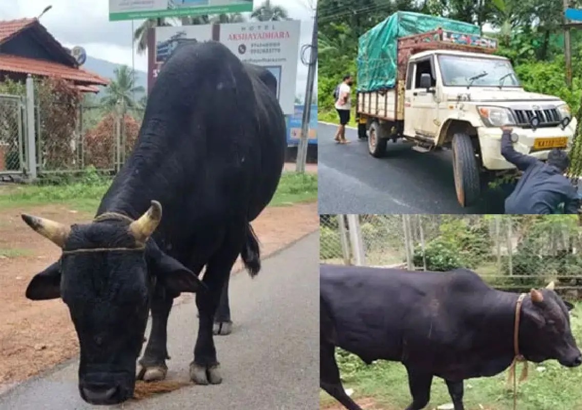 Two booked for illegal cattle transportation after pickup overturns - News Karnataka