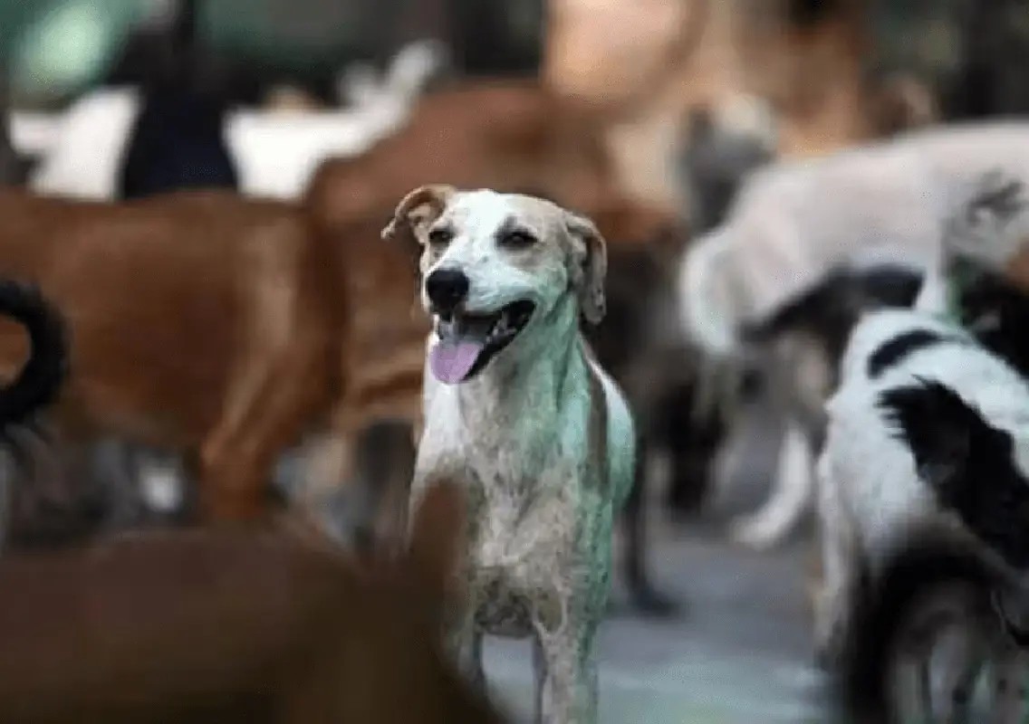 Two stray dogs die after suspected poisoning in Bengaluru - News Karnataka