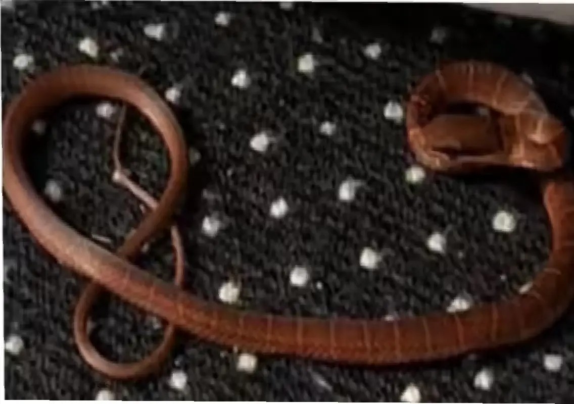 Venomous snake on flight leaves Boeing grounded for days - News Karnataka