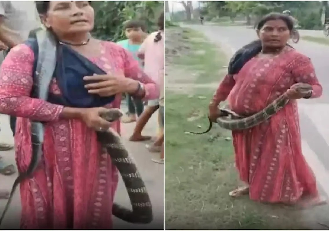 ‘Snake Lady’ rescues 10-foot king cobra from Bihar home: WATCH - News Karnataka