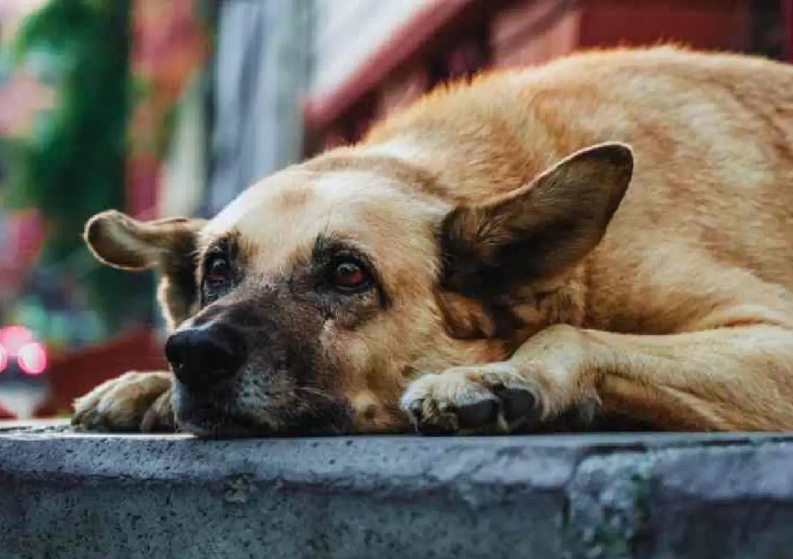 ₹100 crore spent, but why are Bengaluru's stray dogs still increasing? - News Karnataka