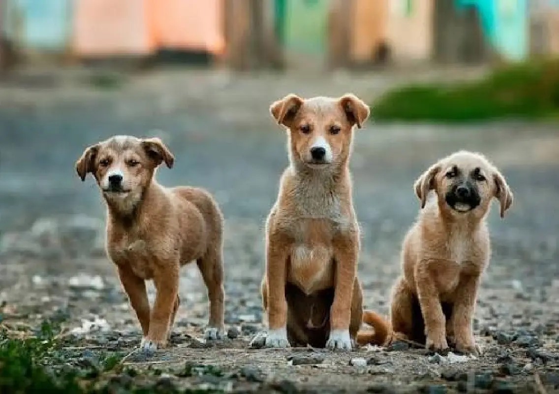 Adopt rescued native dogs and give them a second chance - News Karnataka