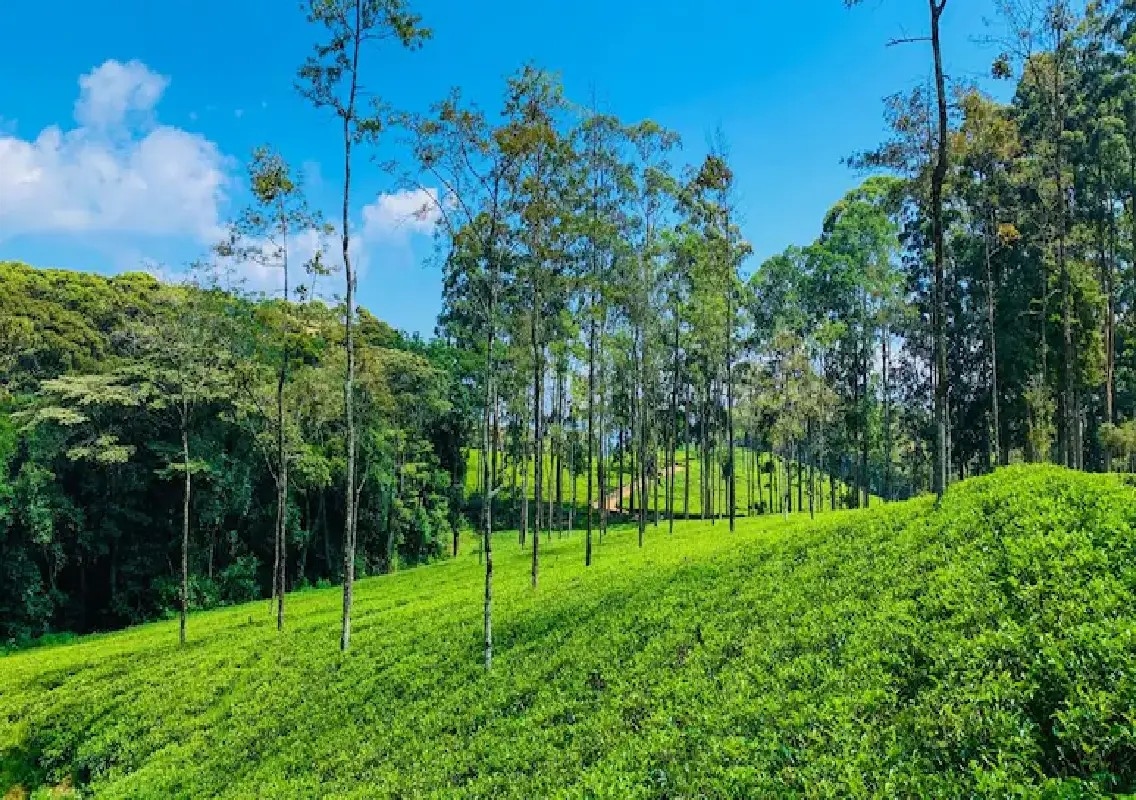 Assam tea industry welcomes Budget 2026-27 incentives and tax relief - News Karnataka