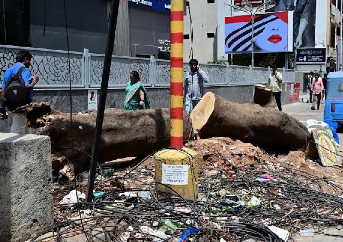 Bengaluru lost 19,000 trees in three years, raising green concerns - News Karnataka