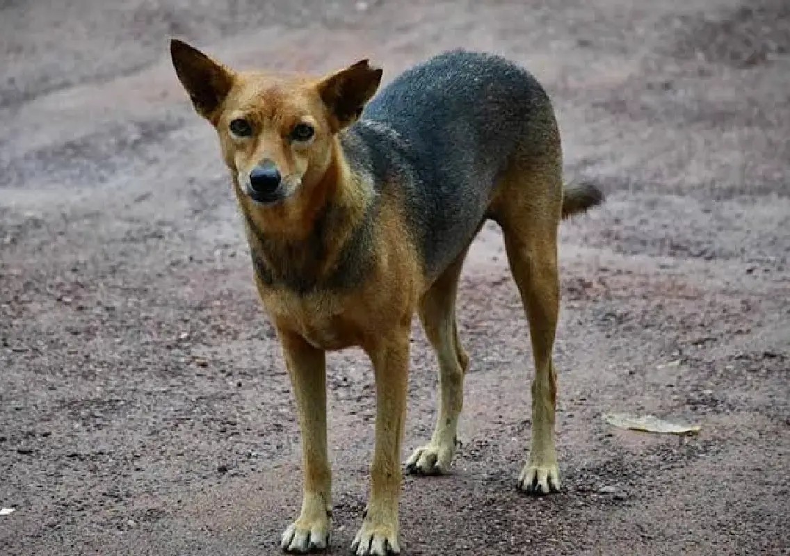 Bengaluru man booked for allegedly running over stray dog - News Karnataka