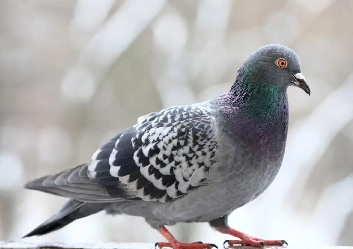 Bengaluru restricts pigeon feeding to authorised zones and timings - News Karnataka