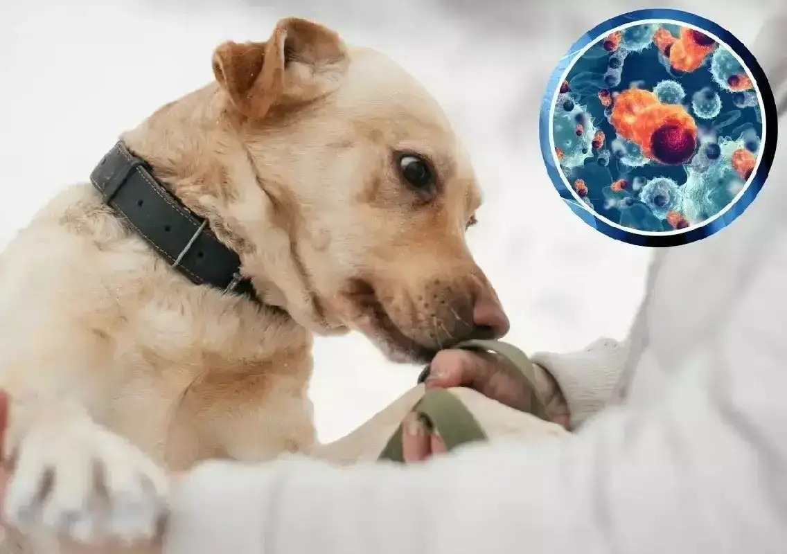 Bengaluru startup trains dogs to detect cancer with 90% accuracy - News Karnataka