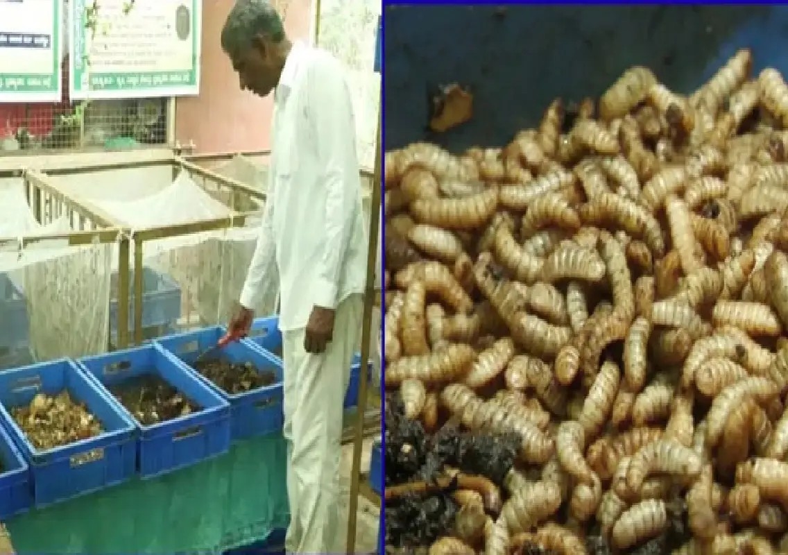 Black Soldier Fly larvae turn waste into ‘green gold’ in Udupi village - News Karnataka
