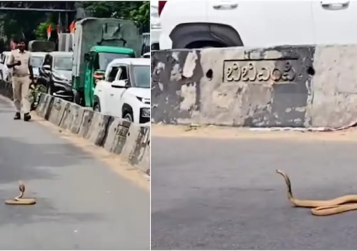 Cobra halts traffic on Bengaluru road before safe rescue - News Karnataka