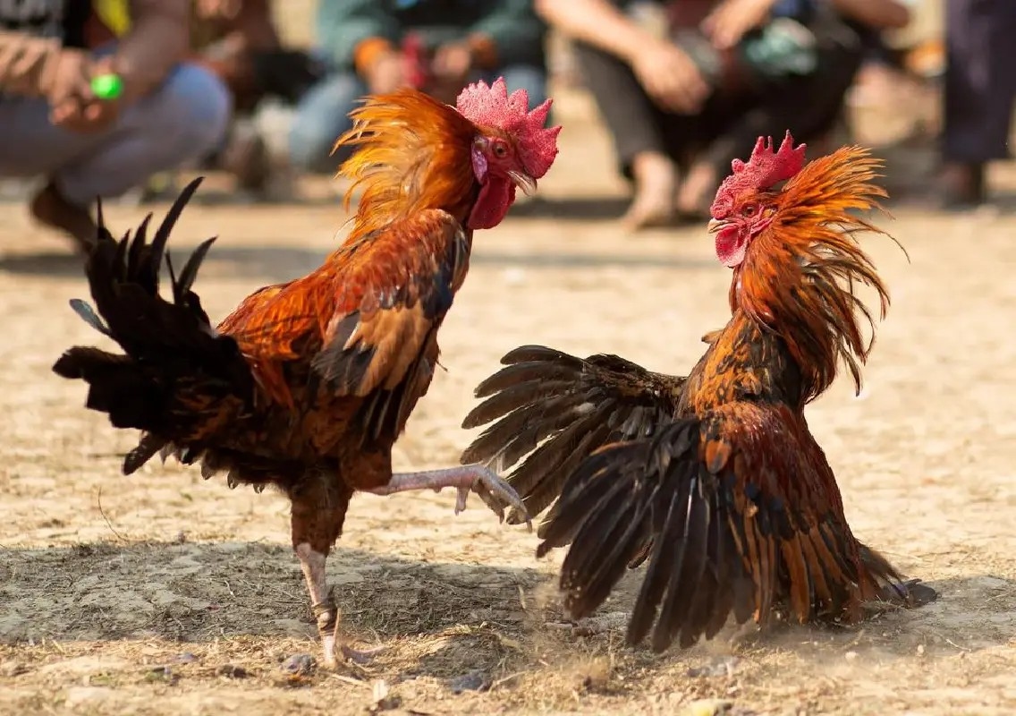 Cockfighting gambling busted in Karkala, five roosters seized - News Karnataka