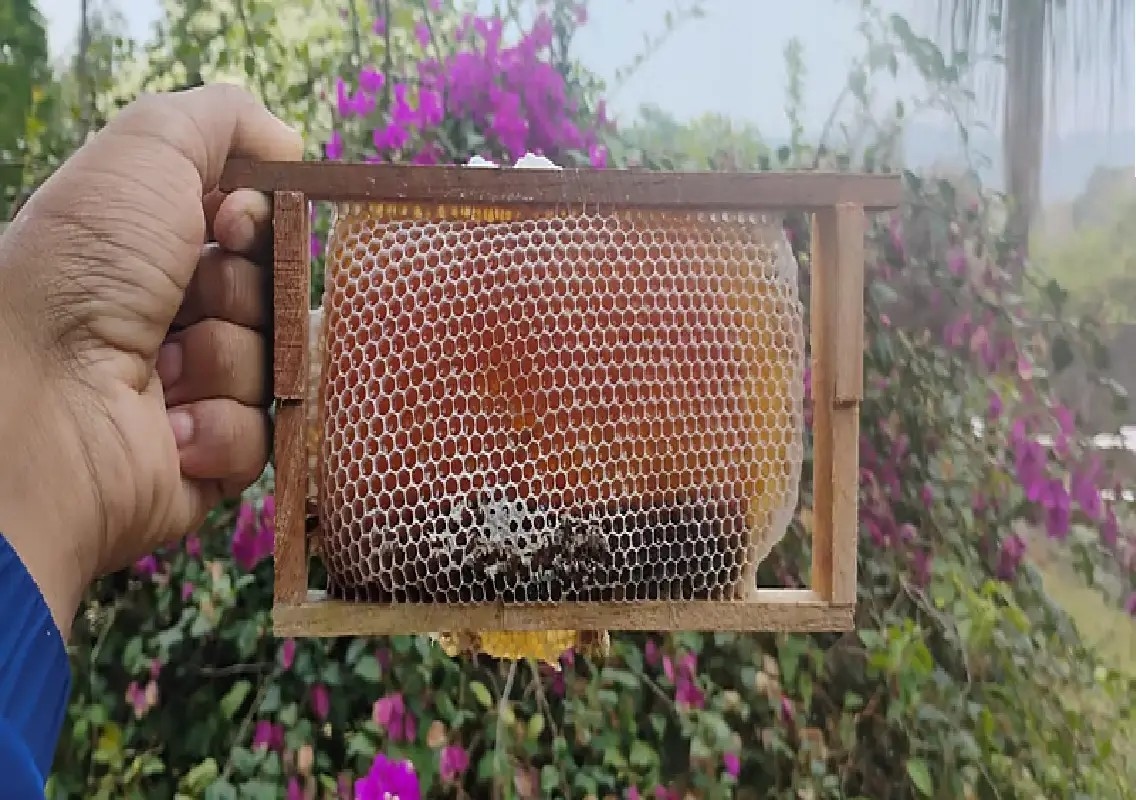 Coorg honey gains popularity as beekeeping sees revival in Kodagu - News Karnataka