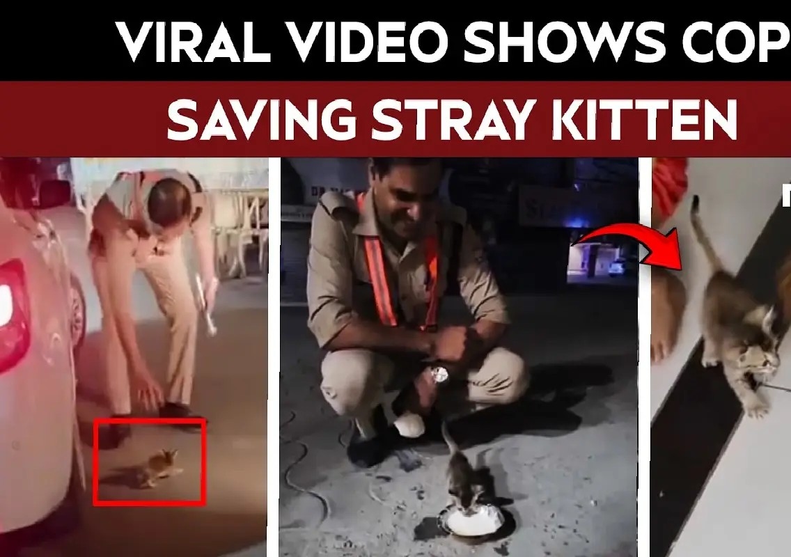 Cop's rescue of tiny kitten melts hearts online - News Karnataka