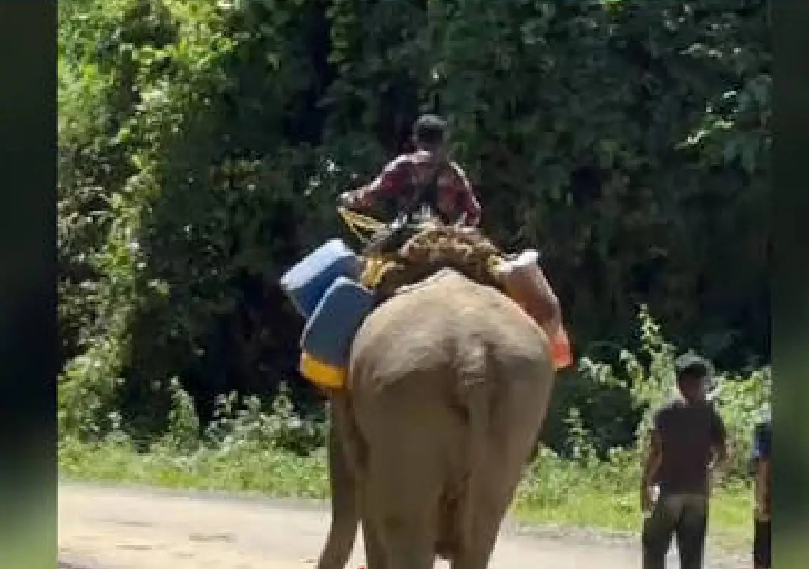 Elephants deployed to rescue people stranded in Arunachal floods - News Karnataka