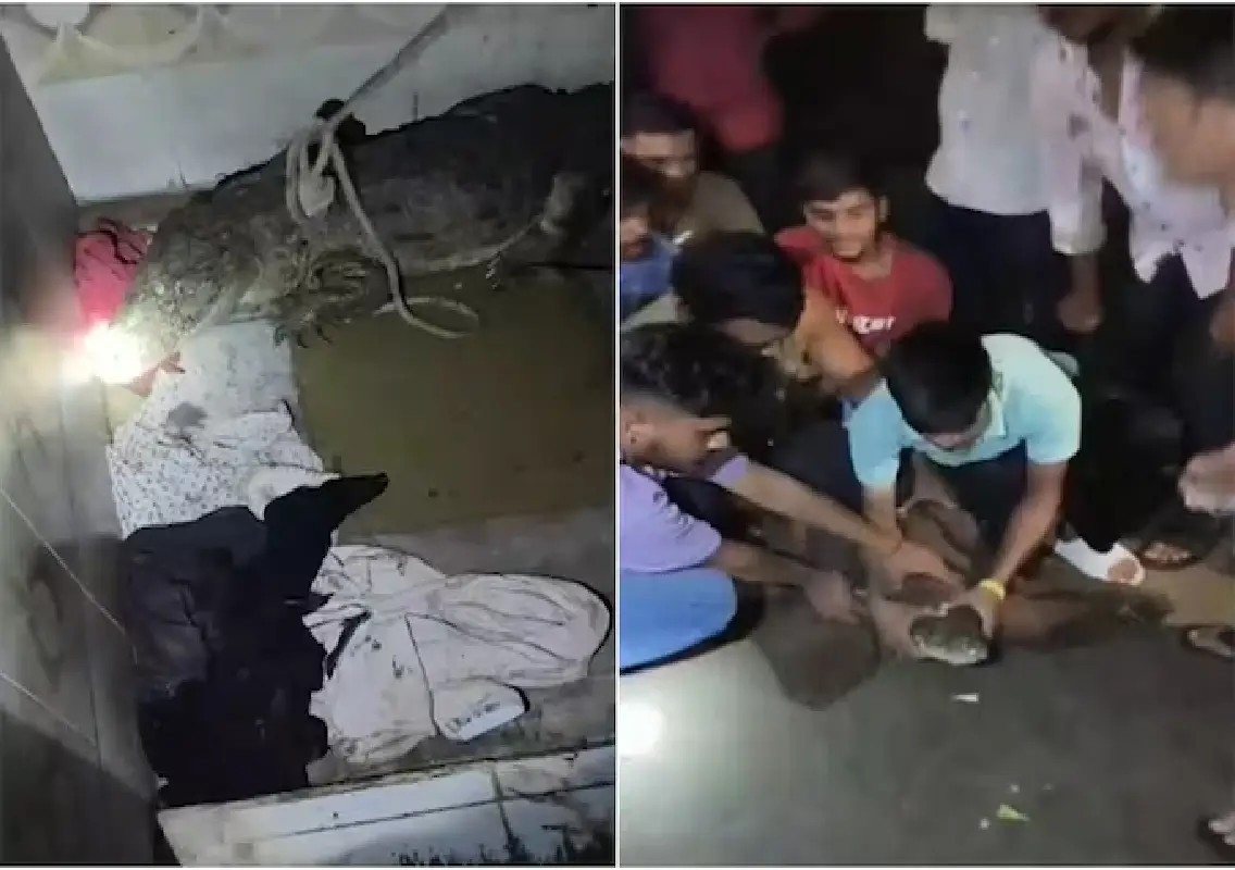 Family finds 7-foot crocodile inside bathroom in Gujarat's Anand: WATCH - News Karnataka