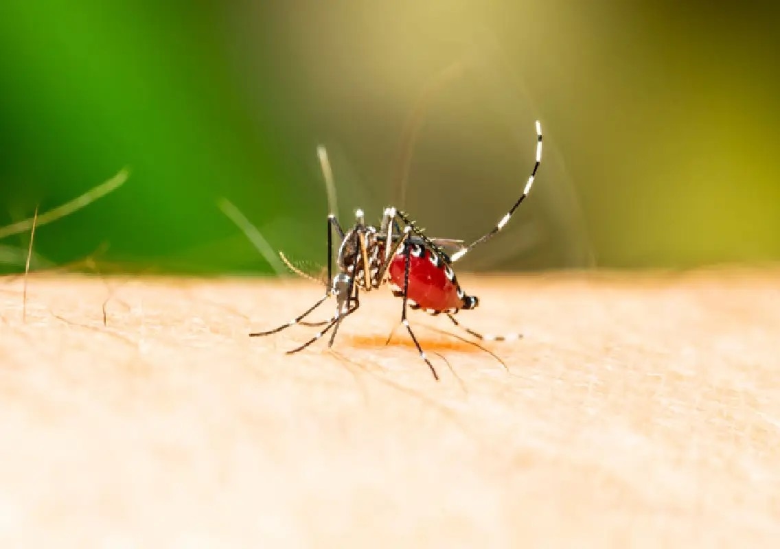 Fighting dengue: Why accurate information is as important as mosquito control - News Karnataka