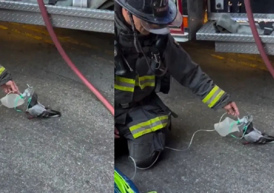 Firefighter saves smoke-injured pigeon, wins hearts online - News Karnataka