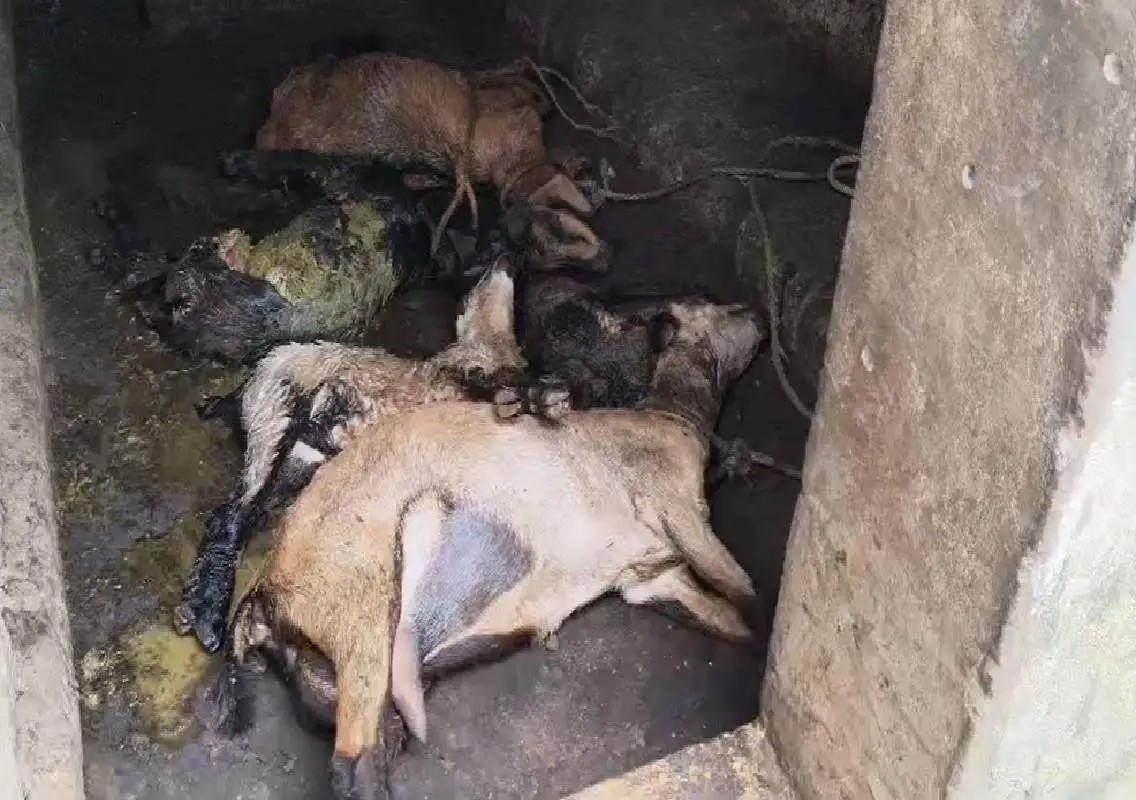 Five goats killed in stray dog attack at Katapady - News Karnataka