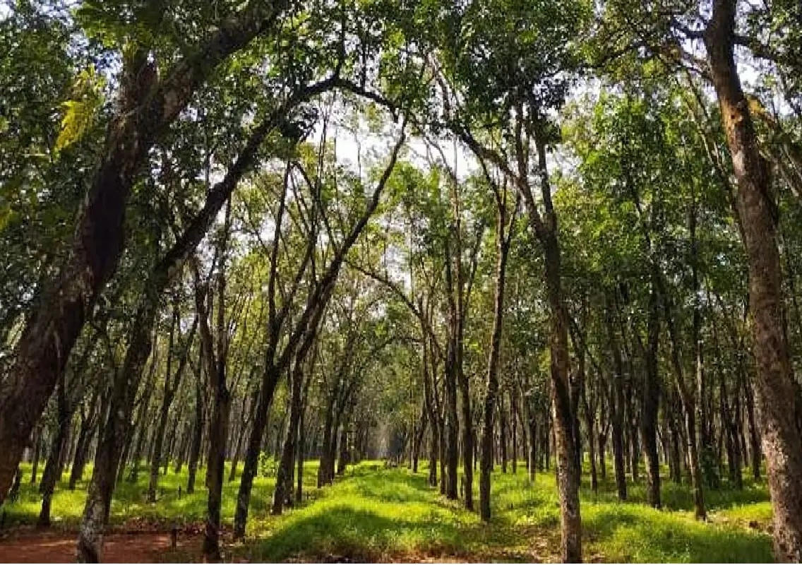 Forest nod sought to clear 18 trees for Mysuru Kambala venue - News Karnataka