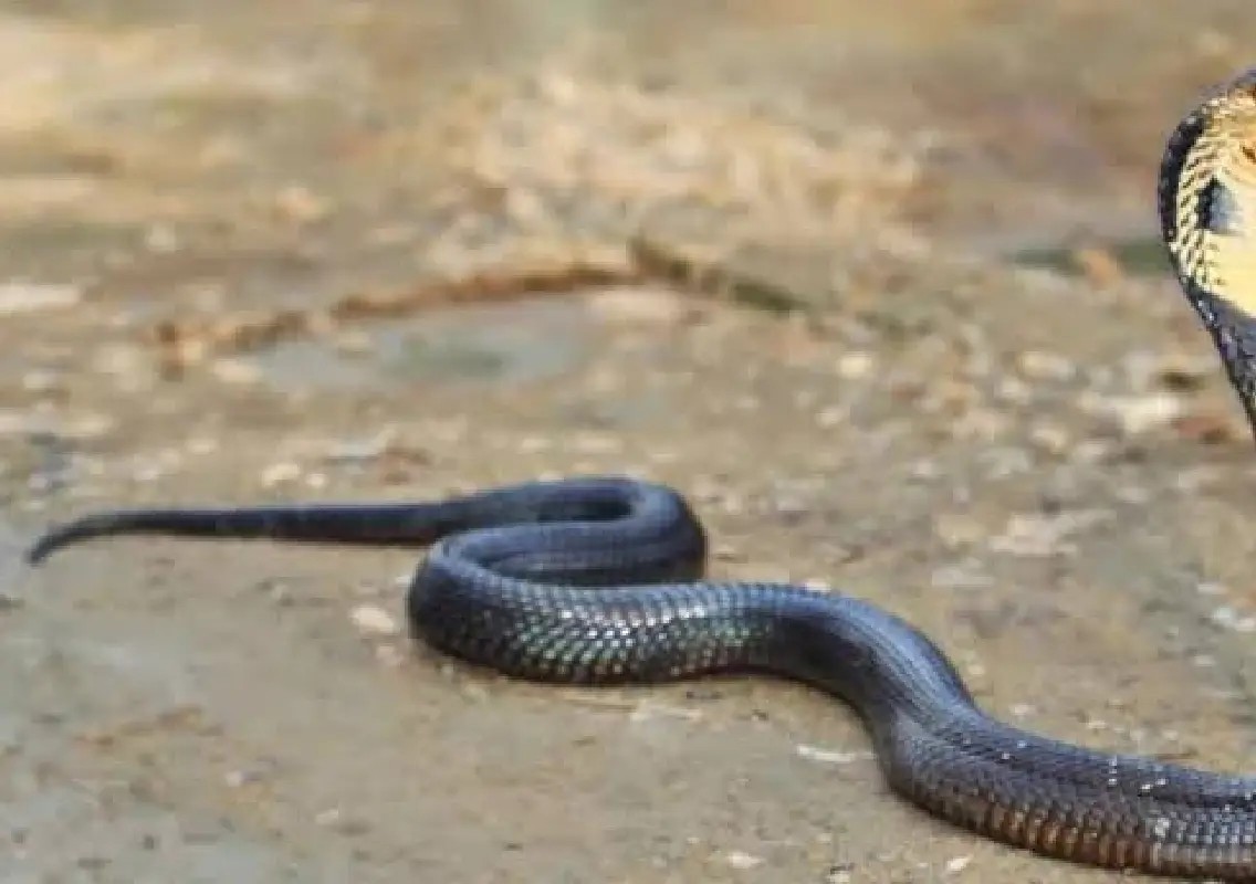 Karnataka records highest snakebite deaths for second year - News Karnataka