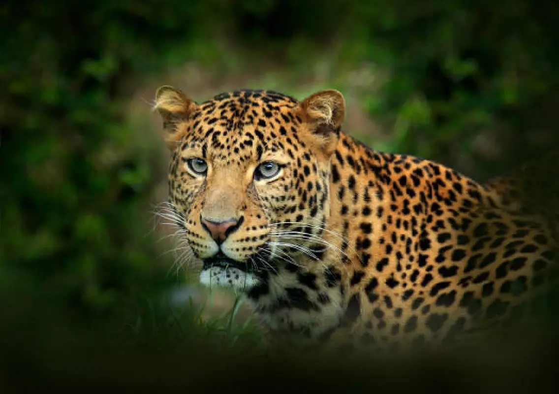 Leopard enters Rajasthan liquor shop, attacks three before rescue: WATCH - News Karnataka