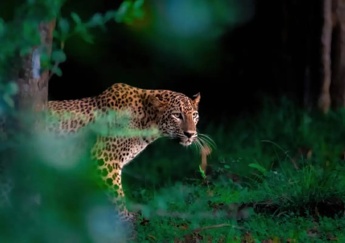 Leopard sighting on Charmadi Ghat alerts motorists - News Karnataka