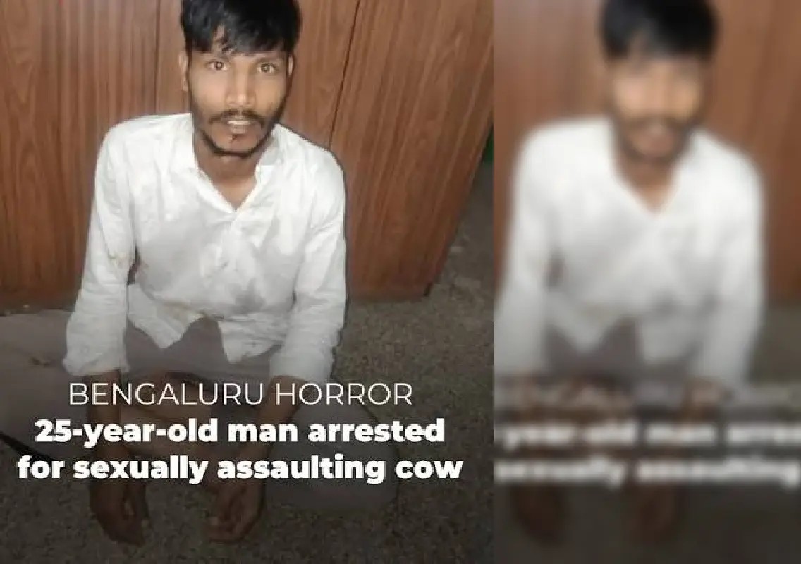 Man arrested for allegedly sexually assaulting cow in Nelamangala - News Karnataka