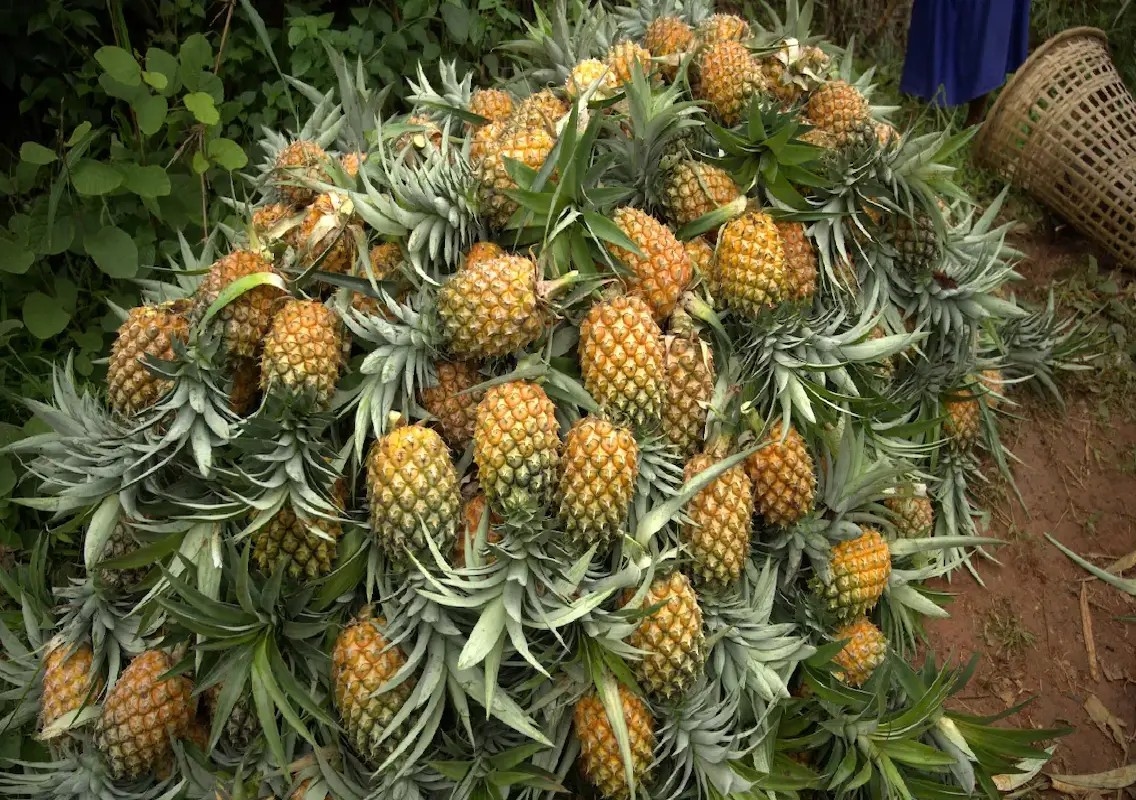 Meghalaya pineapples now available on Swiggy Instamart in Bengaluru - News Karnataka