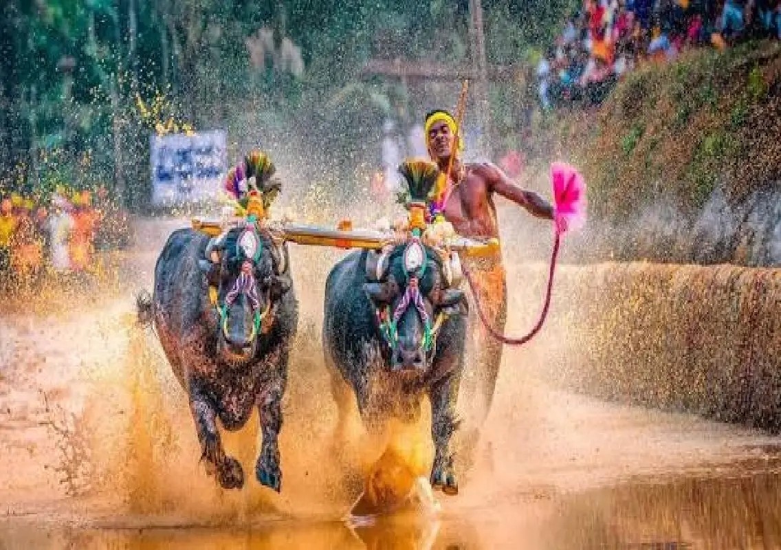 Mysuru Dasara Kambala plan triggers debate over culture and drought - News Karnataka
