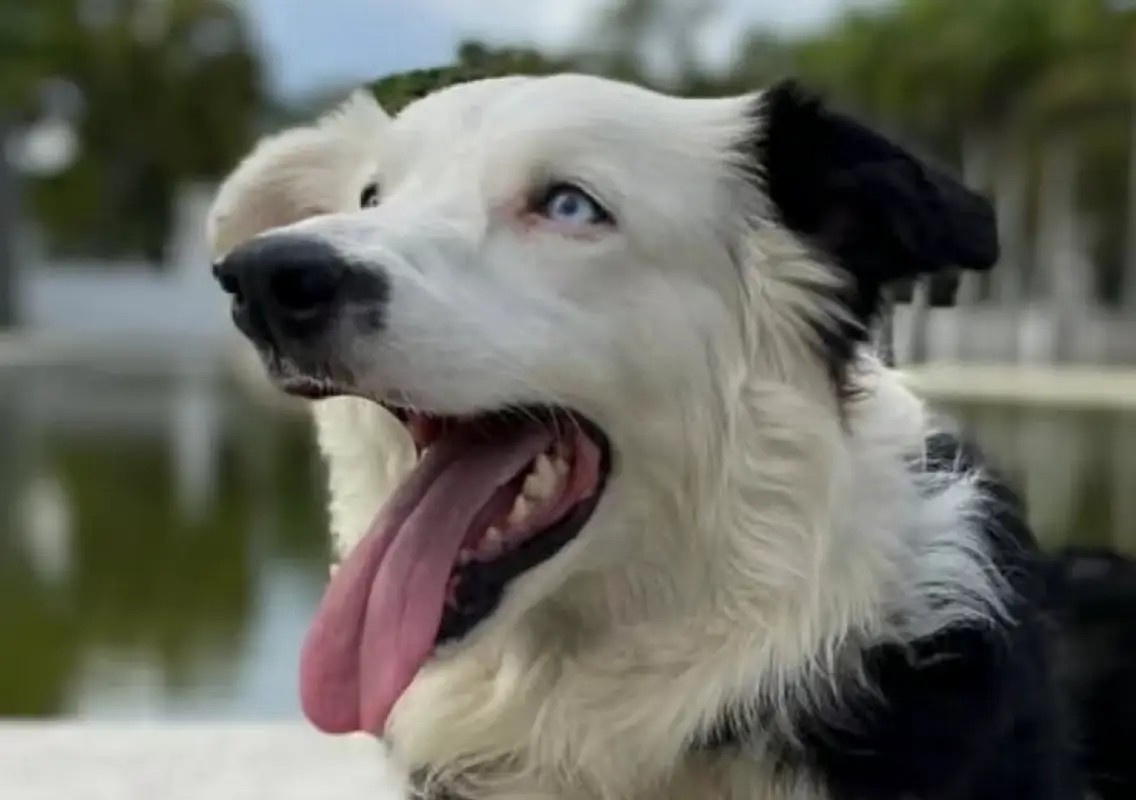 Once abandoned, this rescue dog became a hero in earthquake zone - News Karnataka