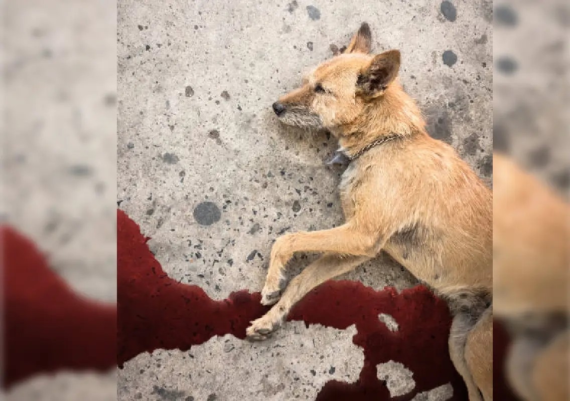 Outrage after auto driver allegedly beats stray puppy to death - News Karnataka