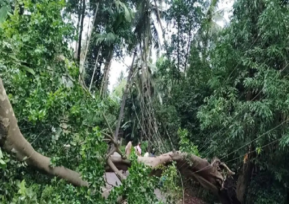 Peepal tree branches damage eight power poles in Kundapur - News Karnataka