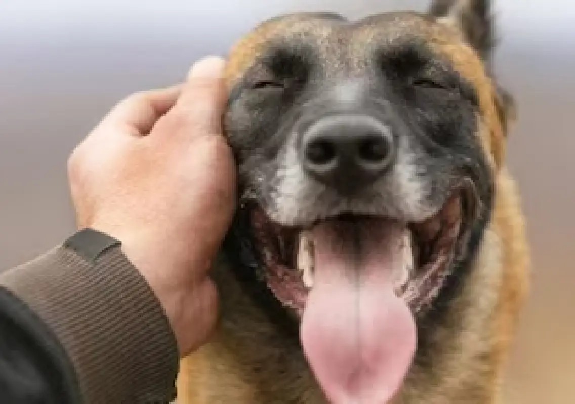 Police dog Simbha helps crack carpenter's murder in Mandya - News Karnataka