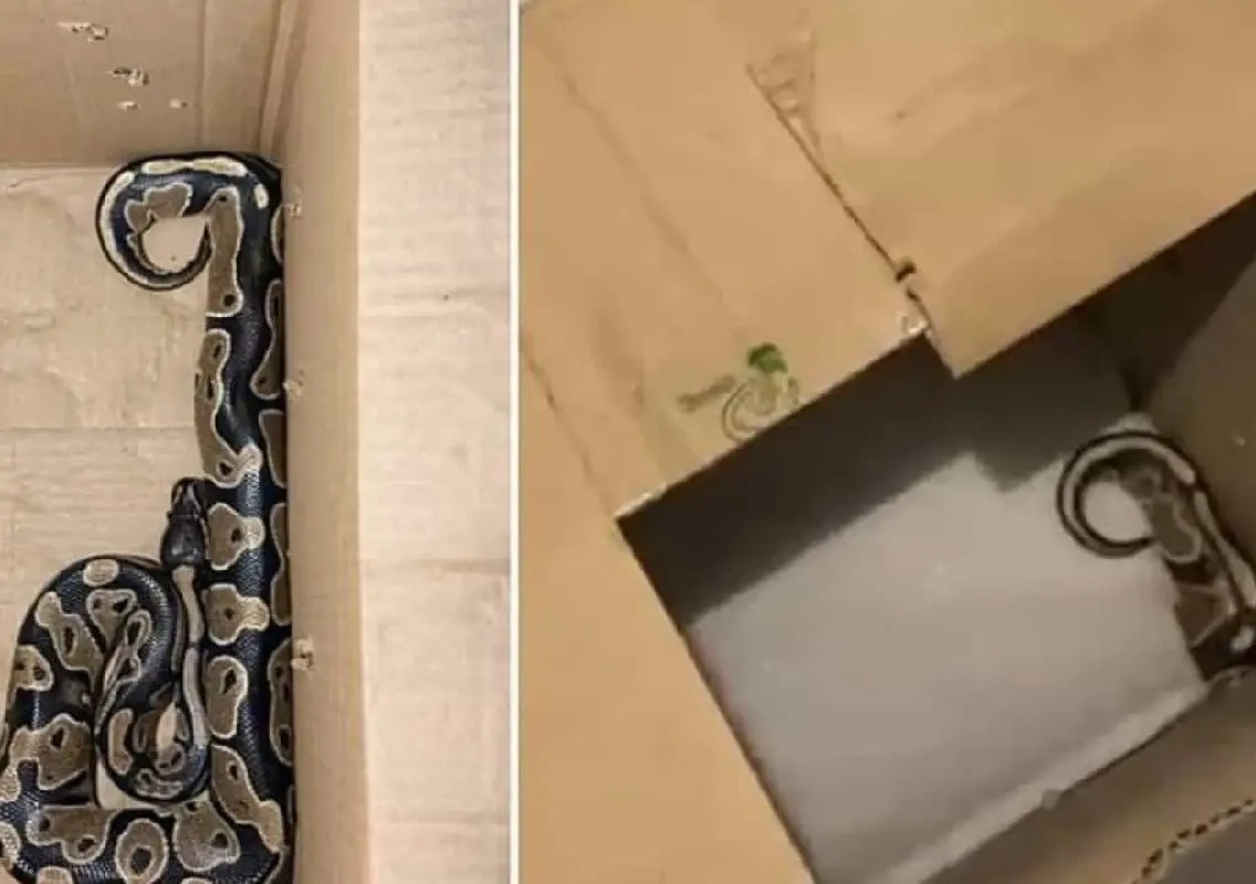 Pythons found inside Bengaluru apartment, one person detained - News Karnataka
