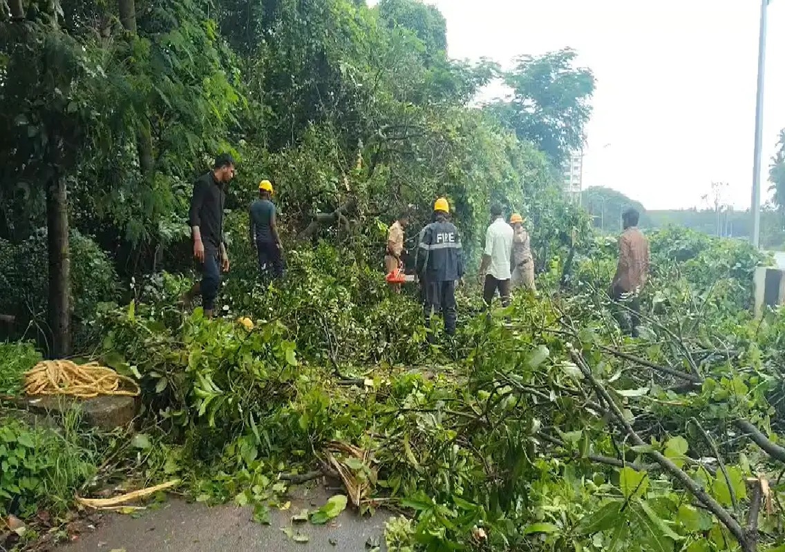 Tree fall disrupts traffic on Udupi–Kundapur service road: WATCH - News Karnataka