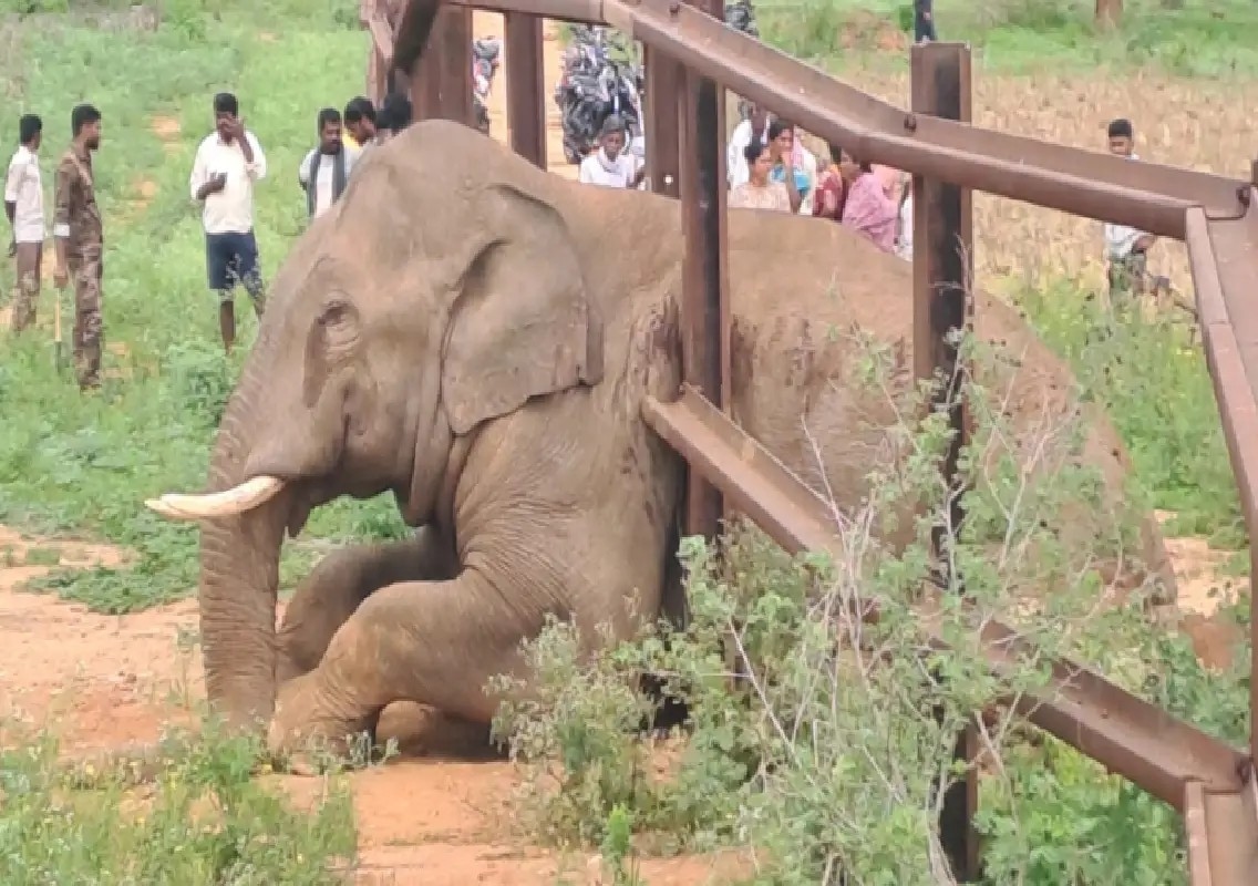 Wild elephant trapped in railway barricade near Ramanagara: WATCH - News Karnataka