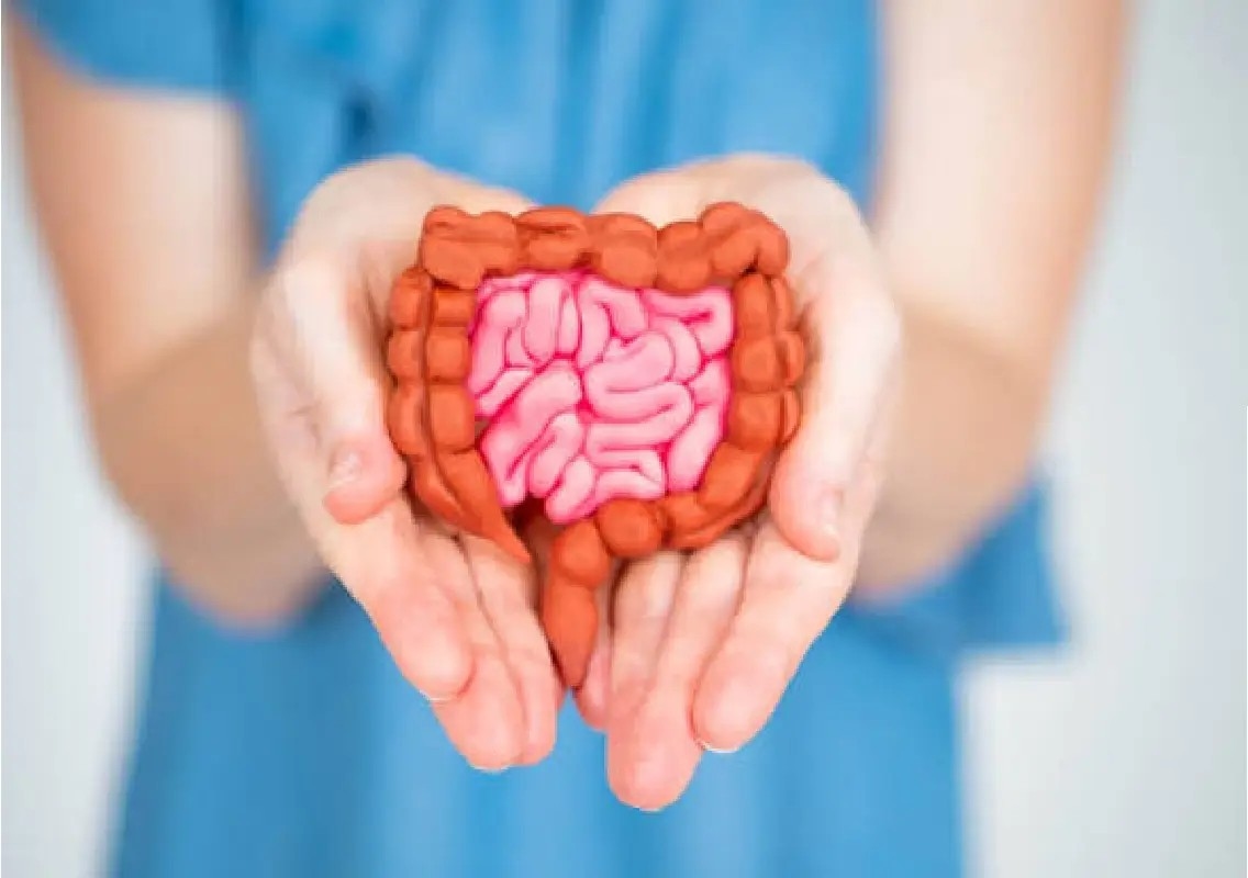 Healthy gut may support muscles, brain and healthy ageing, expert says - News Karnataka