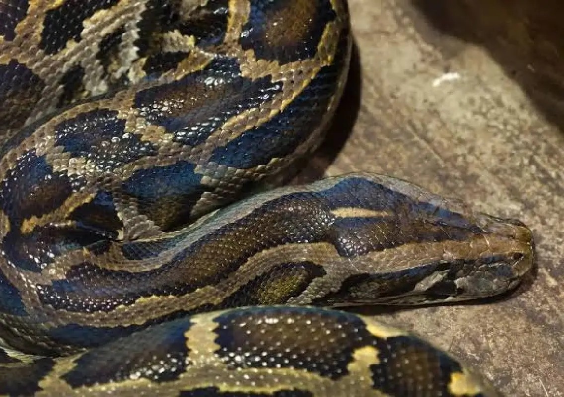 10-foot python sighting sparks concern in Mysuru village - News Karnataka