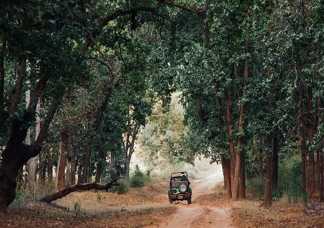 13 tourists, driver injured as safari vehicle hits tree in Nagarahole - News Karnataka