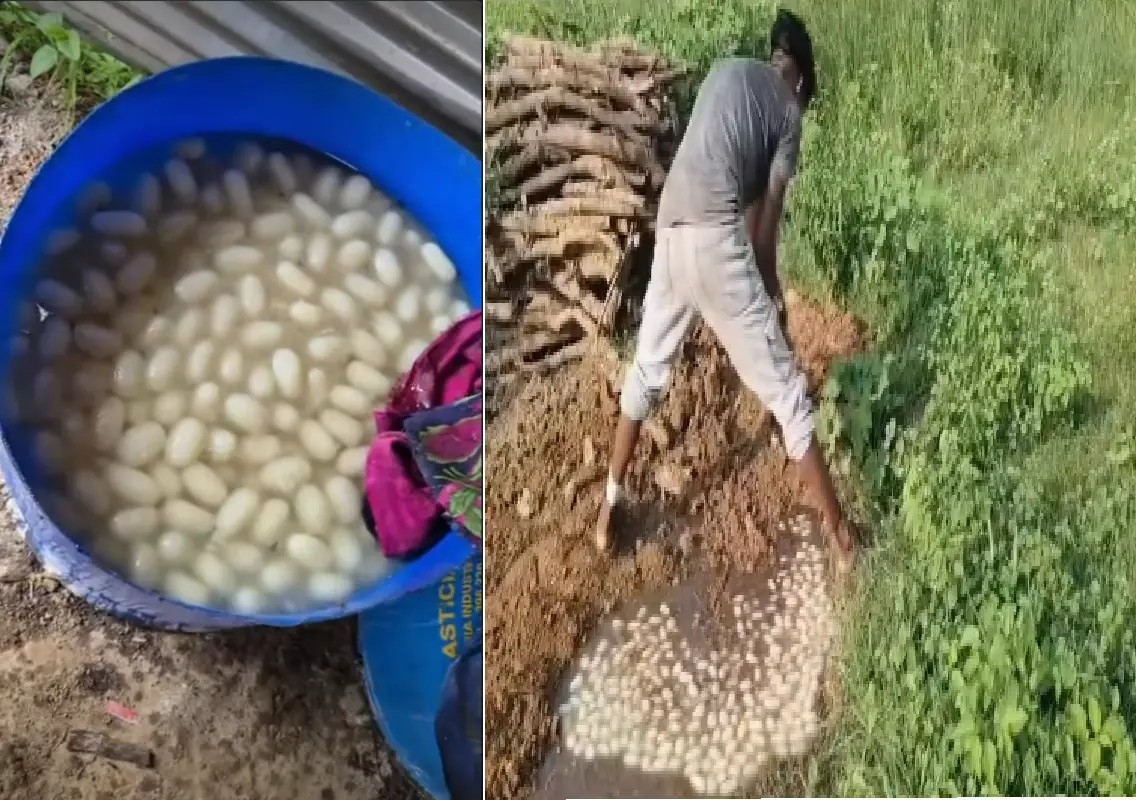 200 kg contaminated chhena disposed of during UP food safety raid: WATCH - News Karnataka