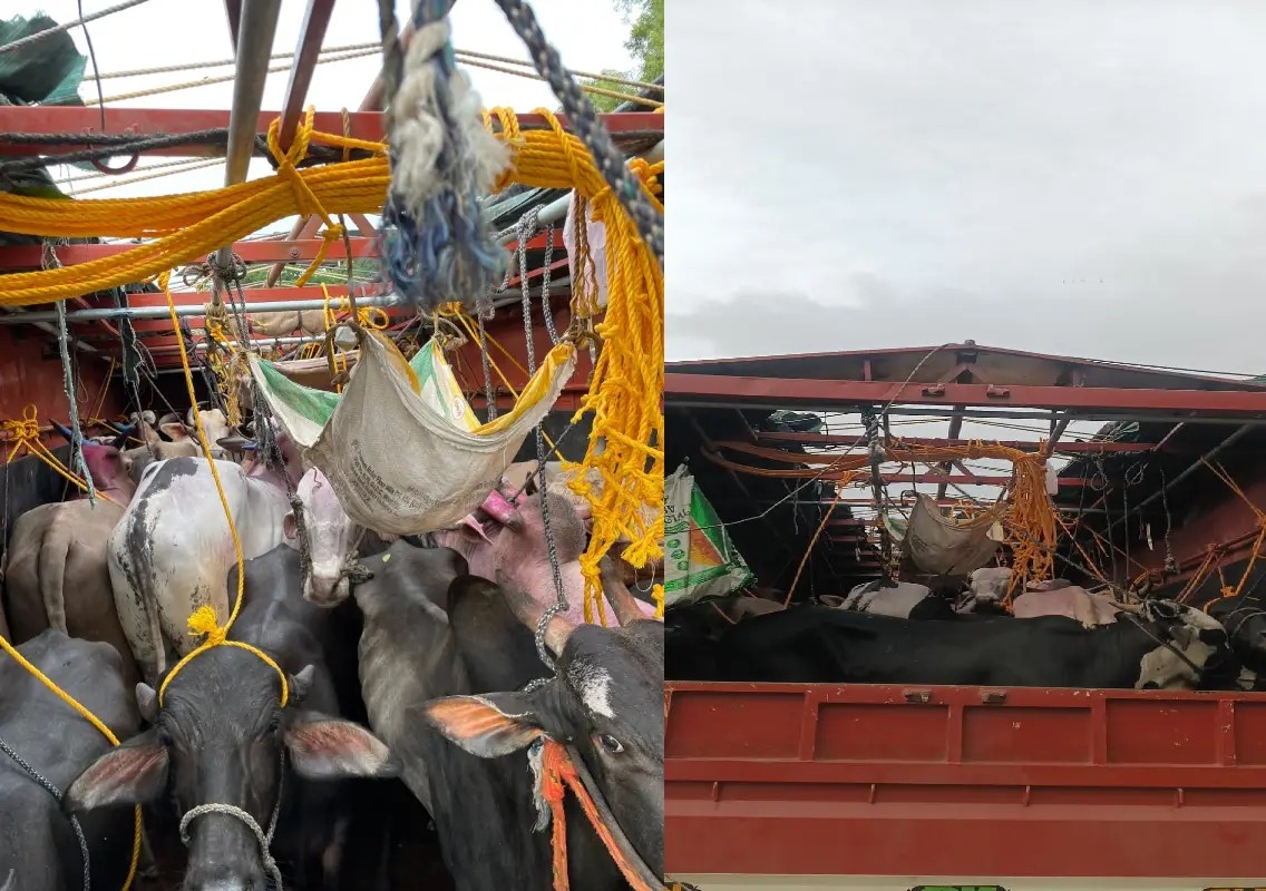 23 cattle rescued from lorry near Kuloor, one detained - News Karnataka