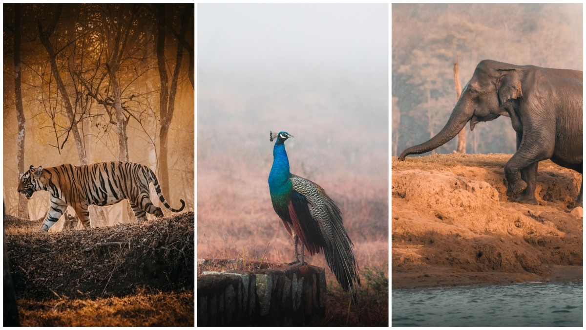 A wild monsoon safari reveals Nagarhole beyond the tiger - News Karnataka