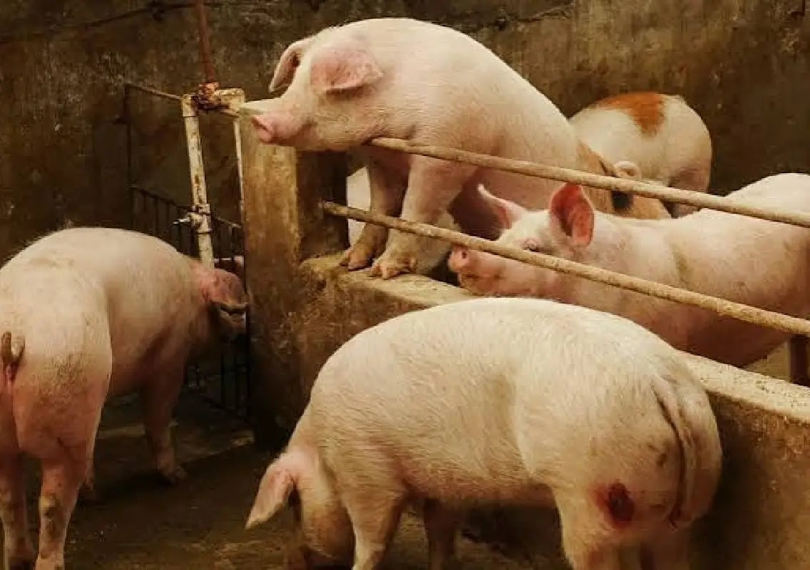 African Swine Fever confirmed in Udupi, surveillance intensified - News Karnataka