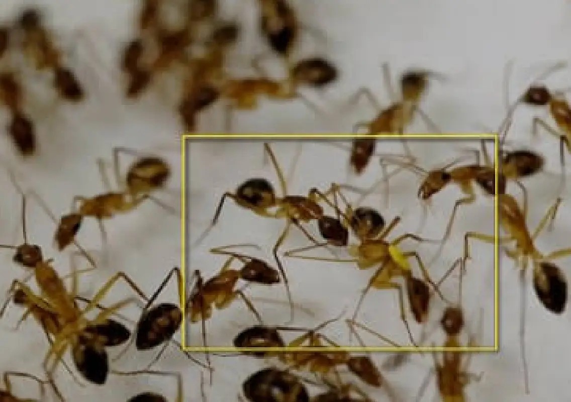 Ants can amputate infected limbs to save injured nestmates - News Karnataka