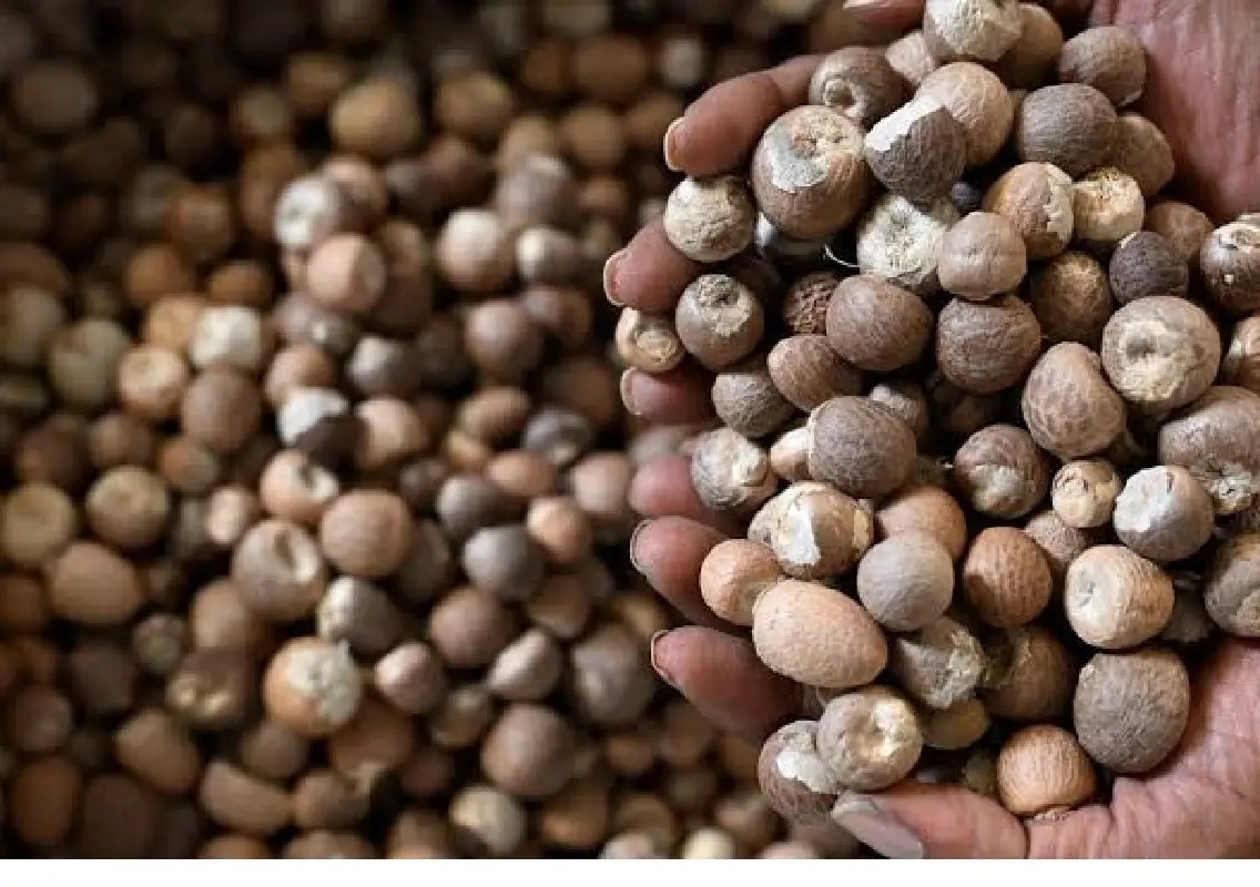 Arecanut price fall worries Chikkamagaluru growers - News Karnataka