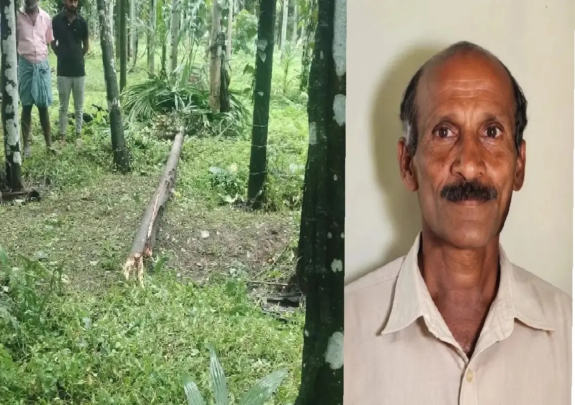 Arecanut tree falls on farmer, kills 66-year-old in Kadaba - News Karnataka