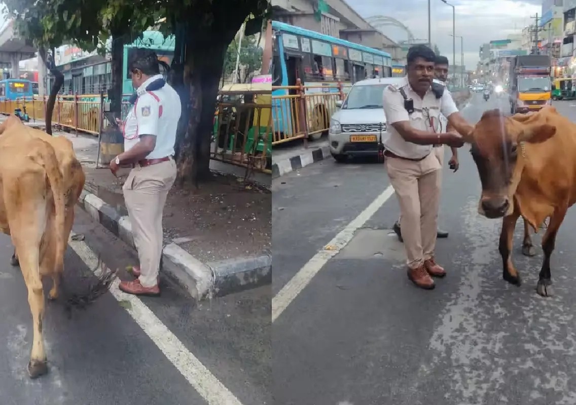 Bengaluru cow owner booked after livestock blocks Marathahalli traffic - News Karnataka