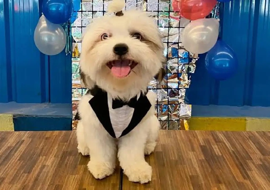 Bengaluru pet birthdays turn into ₹2 lakh luxury celebrations - News Karnataka