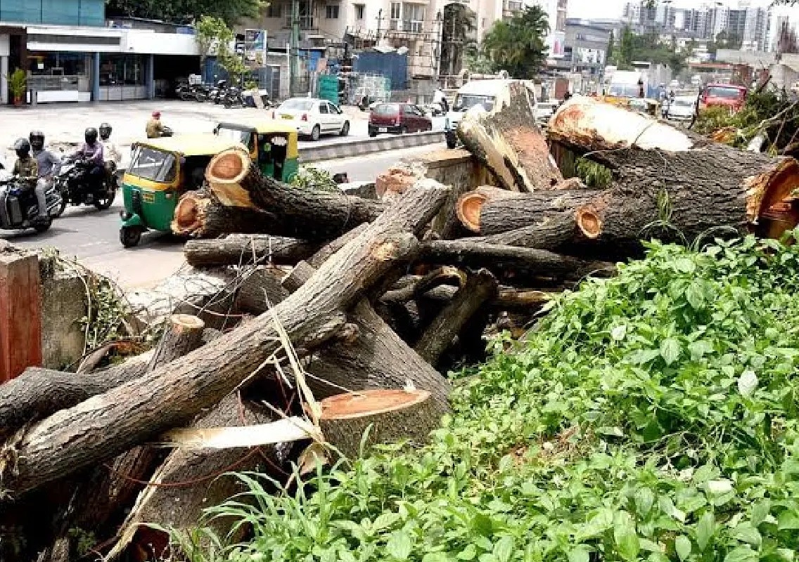 Bengaluru's tree crisis grows as activists seek stronger legal protection - News Karnataka