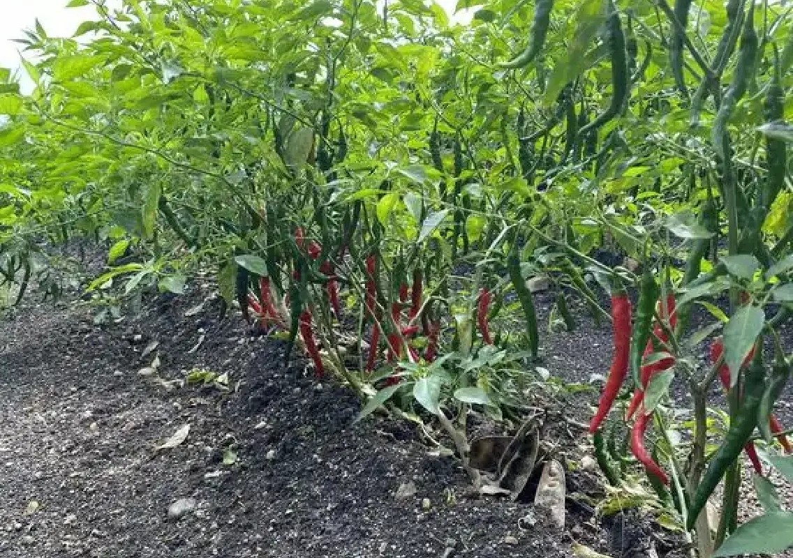 Black thrips devastate Karnataka chilli crops, farmers seek stronger support - News Karnataka
